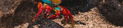 A crab crawling across a sandy sea bottom