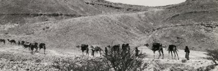 Camels walking in a desert in black and white