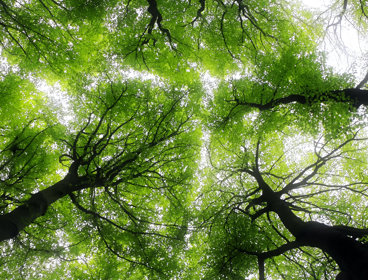 Taken from below and looking up into the canopy of four trees. The trees are green and covered in leaves but you can see patches of the grey-ish sky through them
