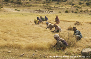 The teff harvest