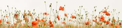 Orange wildflowers and wheat.