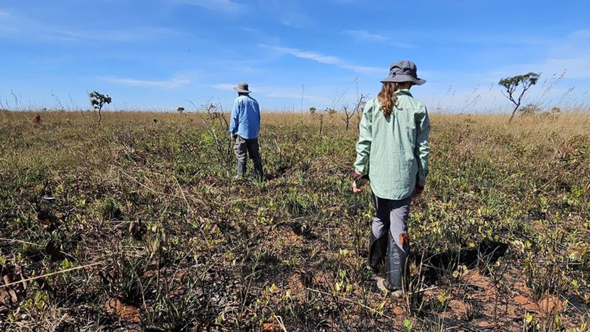 Two researchers stand in a sparse grassy savanna surveying vegetation. 