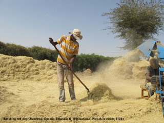 Treshing the teff grains