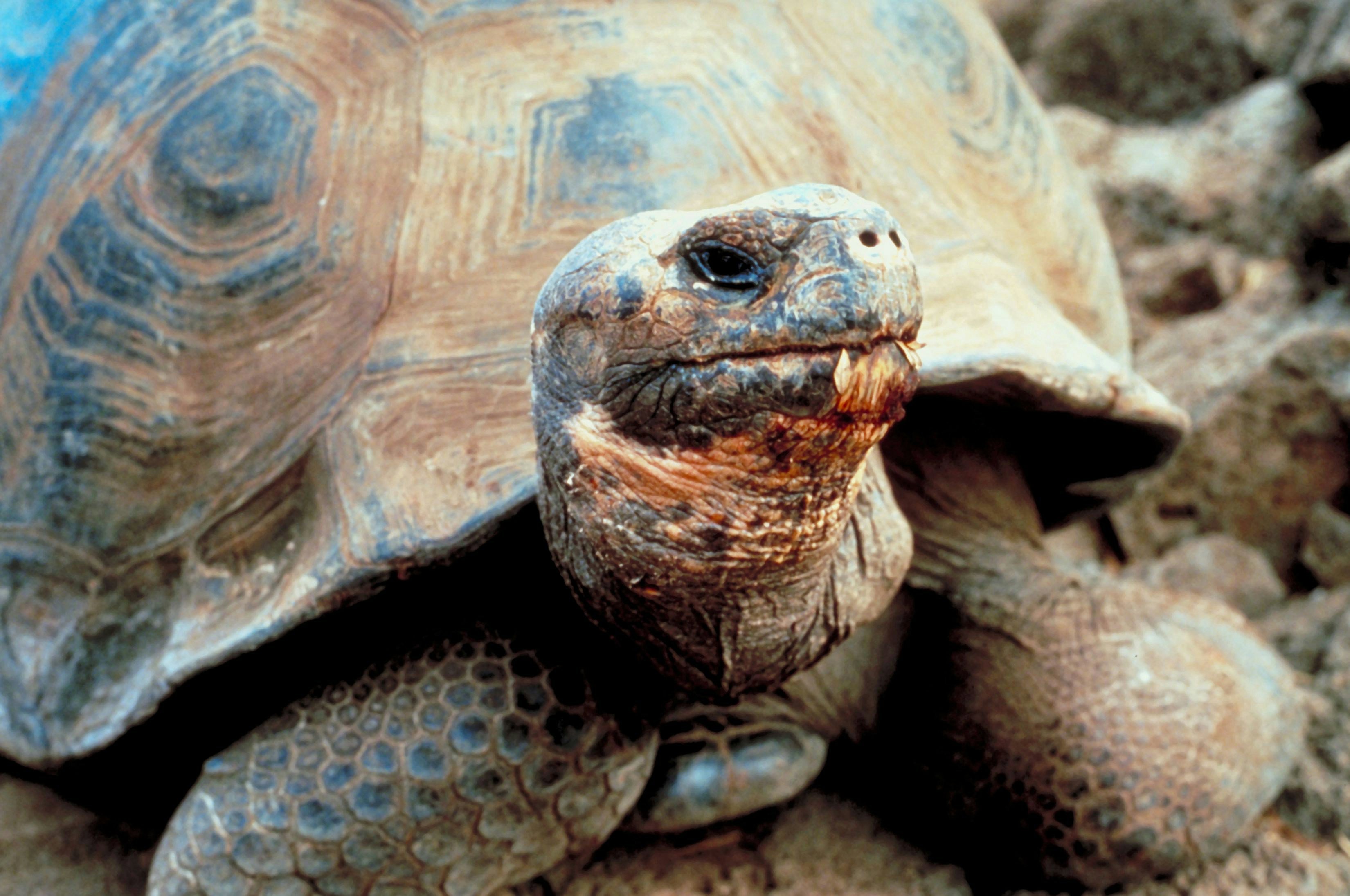 Discovering Galapagos - RGS