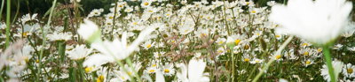 A field of white daisies and wildflowers. 