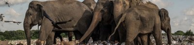 Elephants, birds and other animals converge within landscape of mass litter and waste.