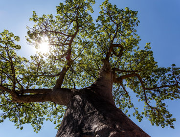 Baobab tree