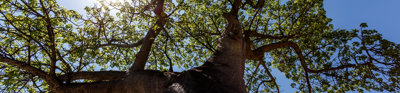 Baobab tree