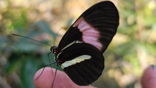 A butterfly with black wings with single yellow and pink striped markings stands on a researchers finger.