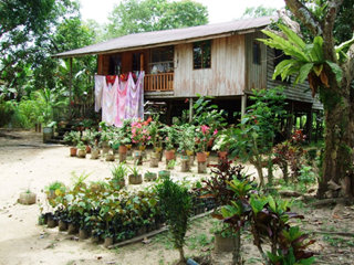 Homestay accommodation in Ranau, Malaysia