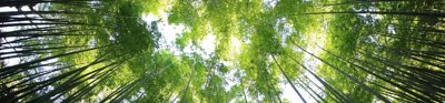A view from below of a green forest canopy