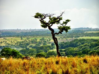 The Cerrado