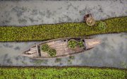 Farmer and wooden boat floating vegetable farming.