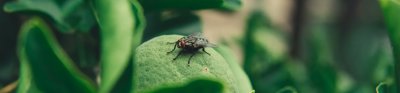 A close up view of a black fly with red eyes sitting on a green leaf 