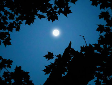 Moon against backdrop of night sky as seen through canopy of trees.