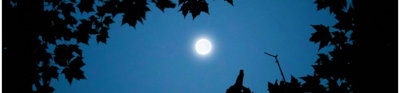 Moon against backdrop of night sky as seen through canopy of trees.