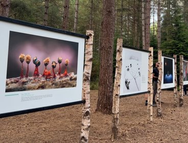 Earth Photo Exhibit 2022 in forest