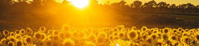 Sunflower field under blue sky during sunset