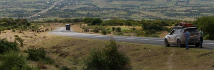 Car parked on a winding road, with herds of cows walking beside the road and a large expanse of open land in the distance.