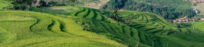  Rice field in Sapa, Vietnam