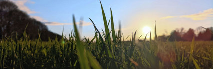 Field And Grass With Low Sun