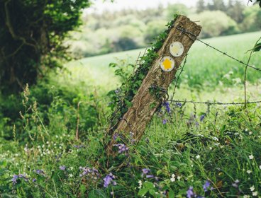 Leaning signpost in a grassy area