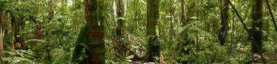 A jungle scene