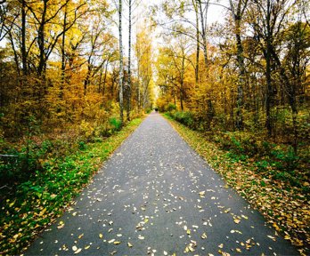 Pathway through an avenue of deciduous trees.