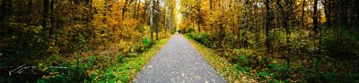 Pathway through an avenue of deciduous trees.