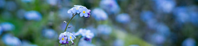 Selective focus of forget me not flowers in a field.