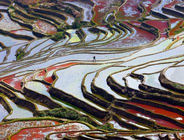 A farmer in China walking on a terrace with a brown and green colour pallette.