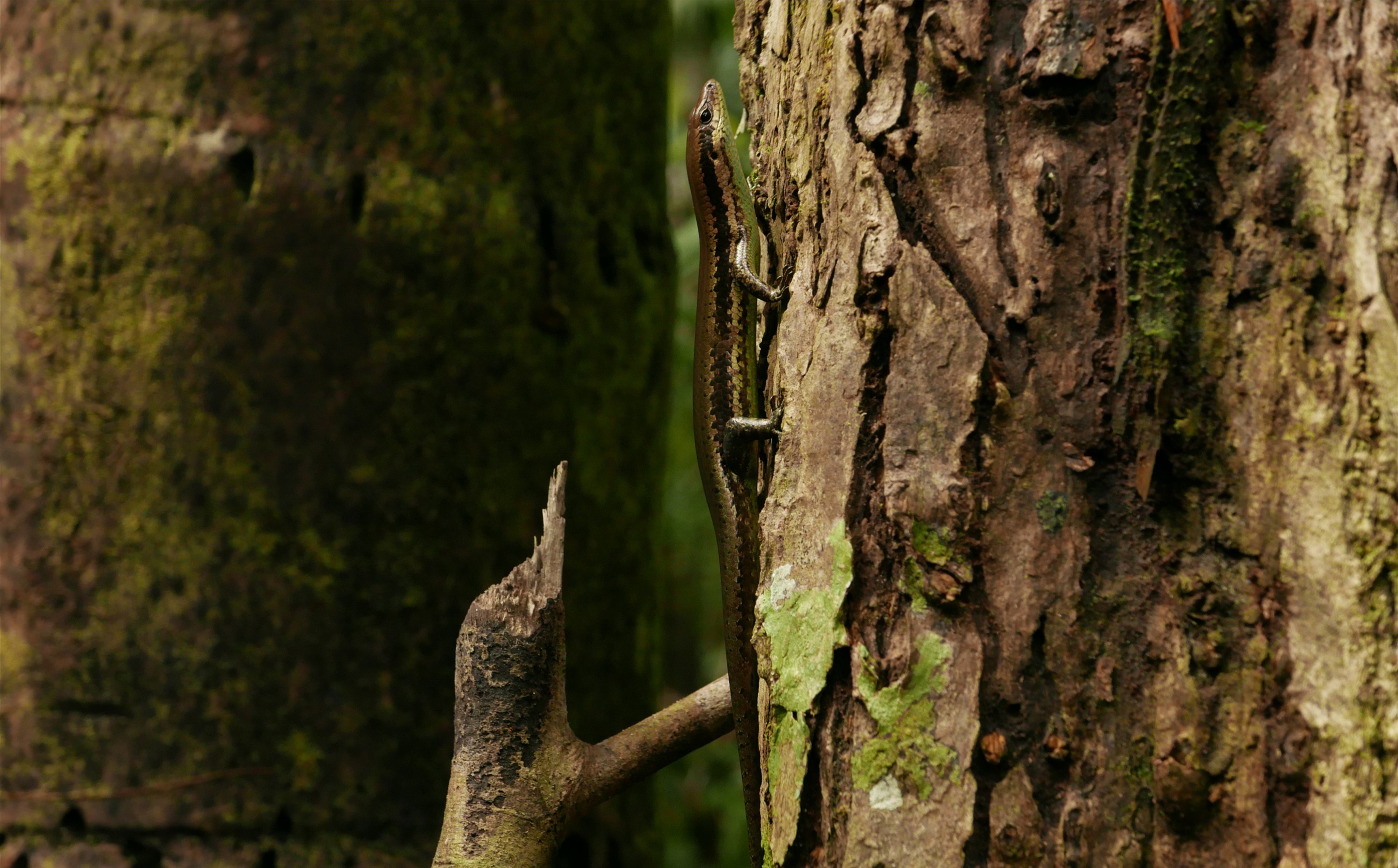 A lizard on the side of  a tree