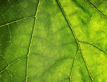 A leaf close up