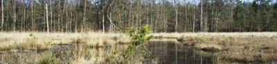 The Mosterdveen is a small 'veengebied'/peat bog on the Veluwe in The Netherlands. It is an area with a lot of special plants