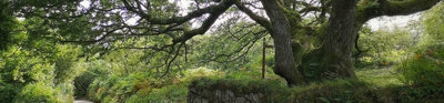 Country road in Cornwall with large tree and stone wall in foreground.