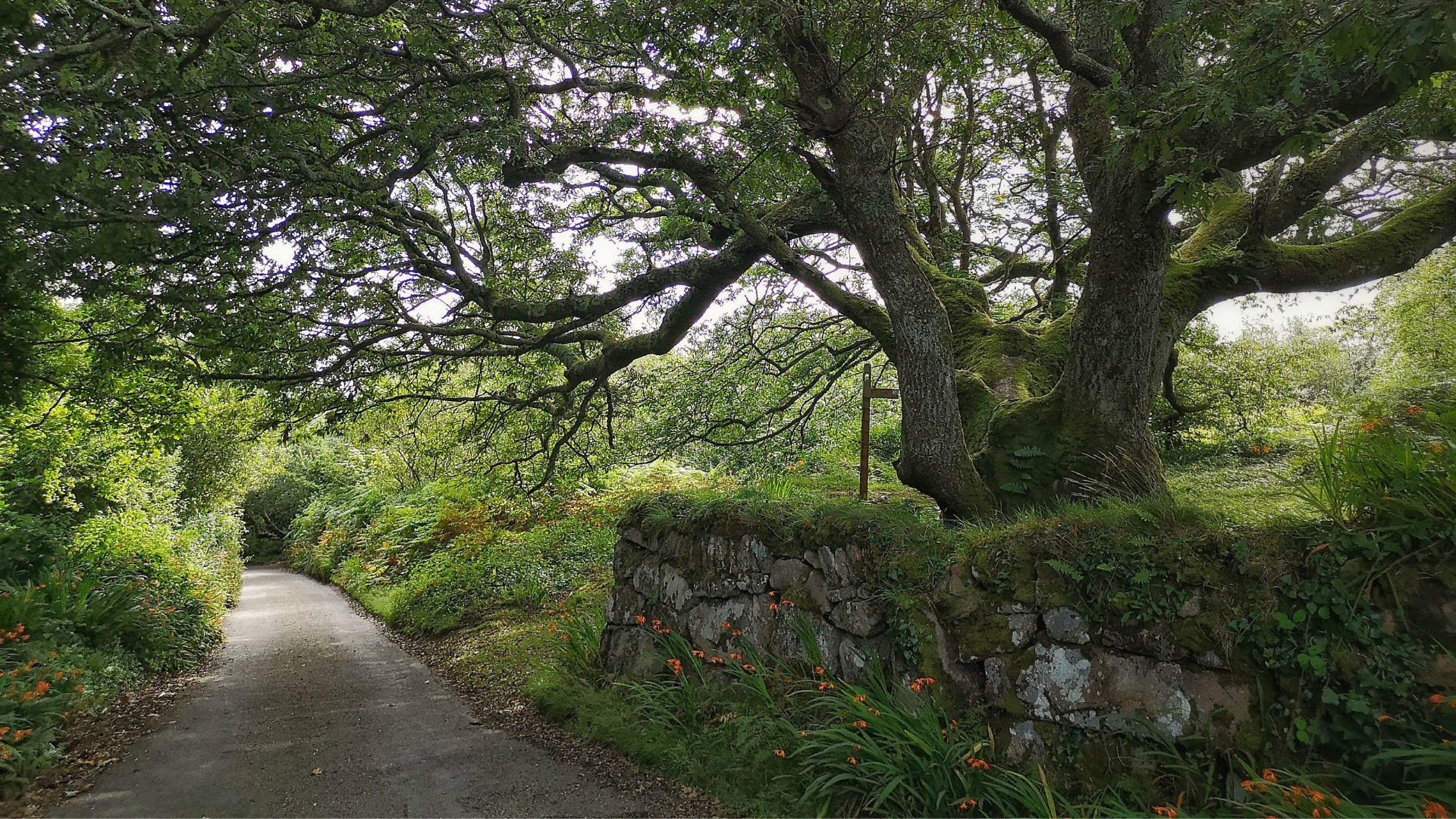 Country road in Cornwall with large tree and stone wall in foreground.