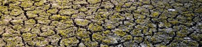 Dry, cracked earth with patches of green shoots. 