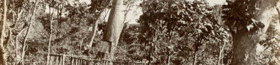 Photograph showing a forest and a Mpundu tree from which a part of the tree's bark has been taken out.