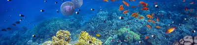 Coral reef underwater panorama with school of colorful tropical fish.