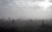 A field of felled olive trees. The presence of the bacterium Xylella has often given the landscape a ghostly appearance. The immobile trunks remain standing like tombstones in memory of the past.