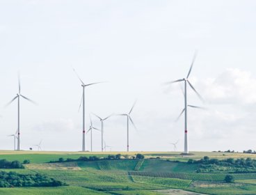 Windmills in a field