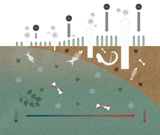 Diagram showing permafrost