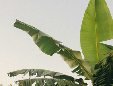 Close up of banana patch leaves against a white sky.