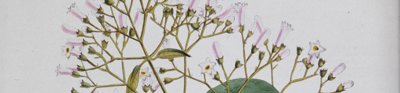 Drawing of white and pink flowers with long stems and leaves from the Wellcome Collection