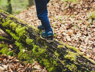  A picture showing a young person walking across a mossy tree in a forest