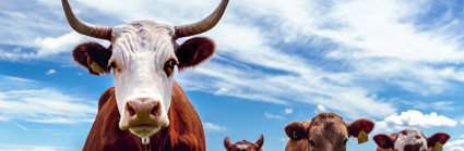 A group of cows in a green grassy field. The sky is blue with small clouds.