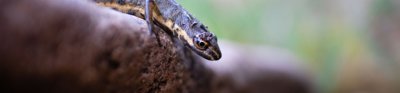A lizard climbs over a rock. the lizard is in focus whilst its surroundings are blurred.