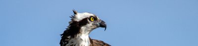 An Osprey