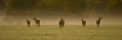 Herd of deer on a misty field with a tree background