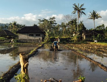 Person walking on a rice field